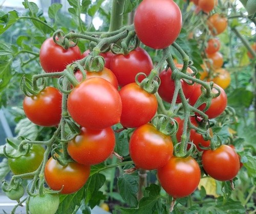 Tomatensamen - , samen)