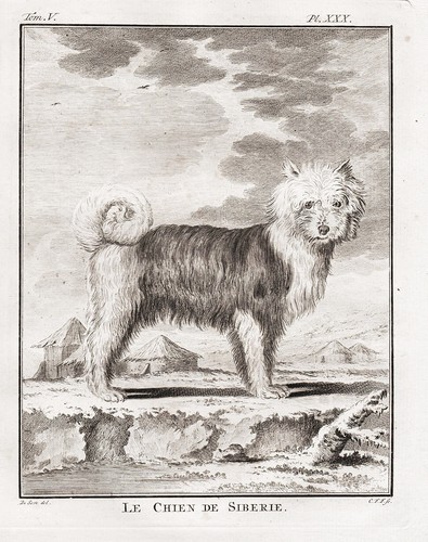 Samojede hund chien dog - chien, hunde