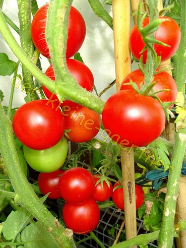 Siberia tomate kältetolerante - tomate,