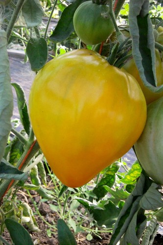 King siberia tomate - siberia,