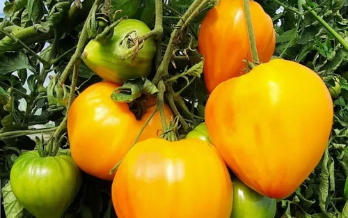 Tomatensamen russische - tomatensamen,