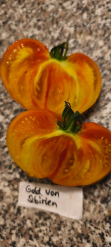 Tomatensamen gold von - tomatensamen, "