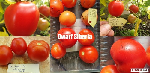 Tomaten sorte siberia - sorte:,