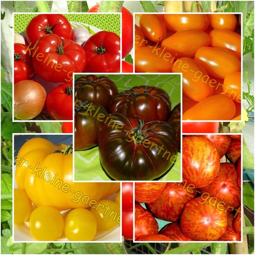 Sorten russische tomaten mix - 7,