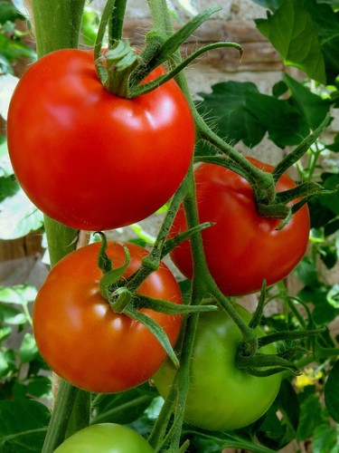 Siberia rote tomate - siberia,